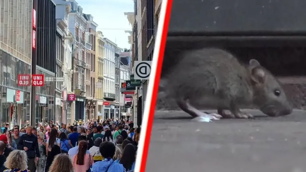 Amsterdam sokaklarında sıçan istilası